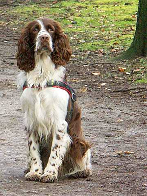 Springer Spaniel